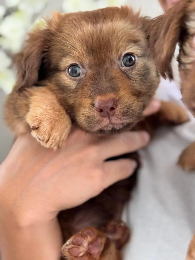 A baby small-sized male Brown / Chocolate Australian Shepherd dog named Chocco for adoption in North Reading, MA