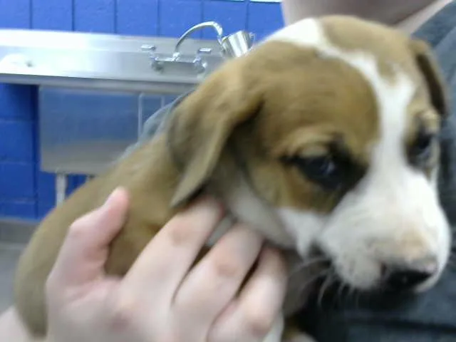 A baby small-sized male German Shepherd Dog dog named Jasper for adoption in Albuquerque, NM