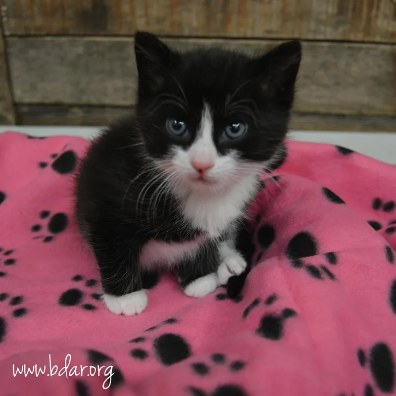 A baby small-sized male Black Domestic Short Hair cat named Panda for adoption in Cheyenne, WY