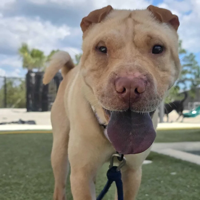 A young medium-sized male Yellow / Tan / Blond / Fawn Shar-Pei dog named Kingston for adoption in Englewood, FL