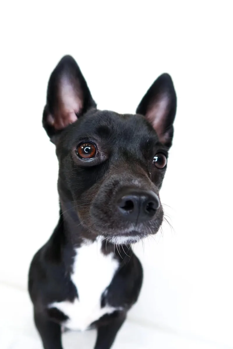 An adult small-sized female Black Chihuahua dog named Gigi for adoption in Bixby, OK