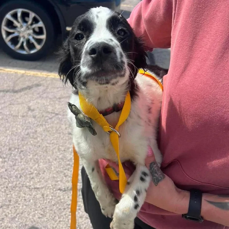 A young small-sized male Black Spaniel dog named Buddy for adoption in St. Charles, IL