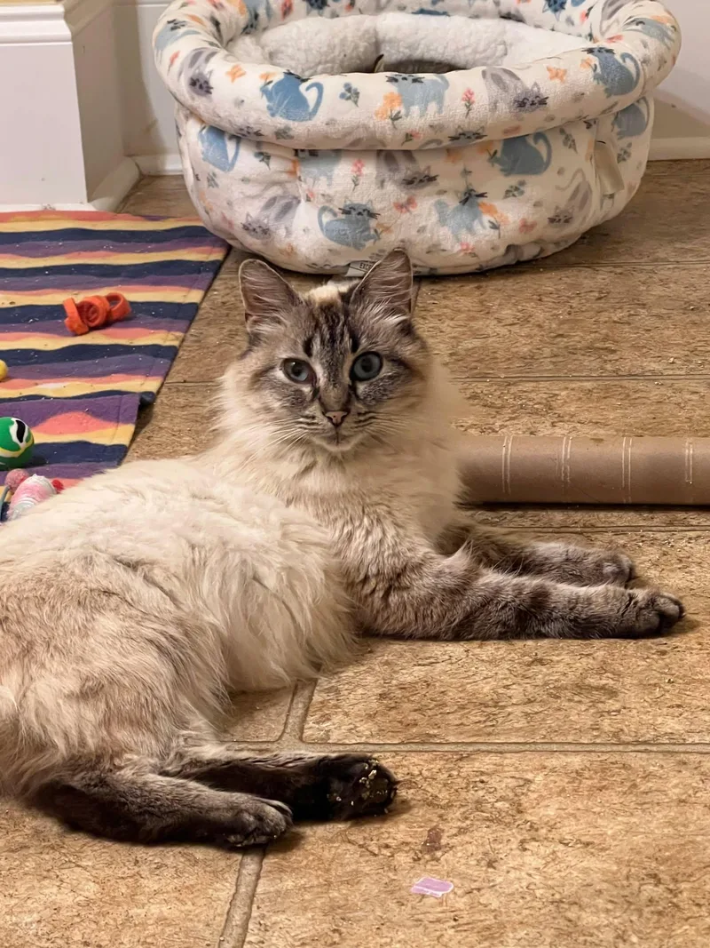 A young medium-sized female Blue Point Siamese cat named Venus for adoption in Wilmington, NC
