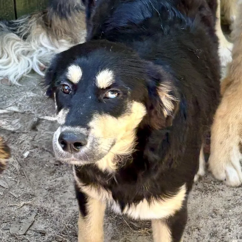 A young medium-sized female Tricolor (Brown, Black, & White) Australian Shepherd dog named Iris for adoption in Anderson, TX