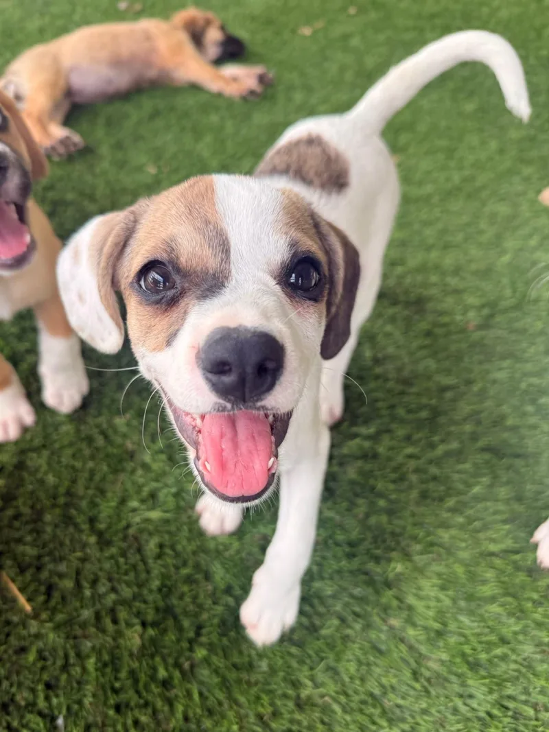 A baby small-sized female Mixed Breed dog named Darcy for adoption in Brooklyn, NY