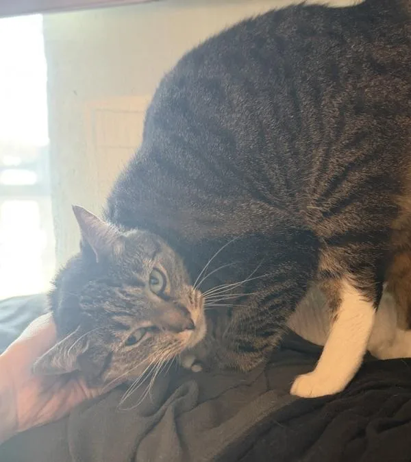 An adult medium-sized female Domestic Short Hair cat named Juney for adoption in Stratham, NH