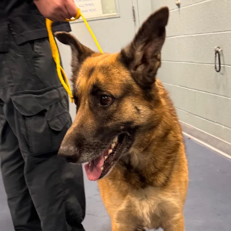 An adult extra large-sized male Brown / Chocolate German Shepherd Dog dog named Boss for adoption in Greensboro, NC