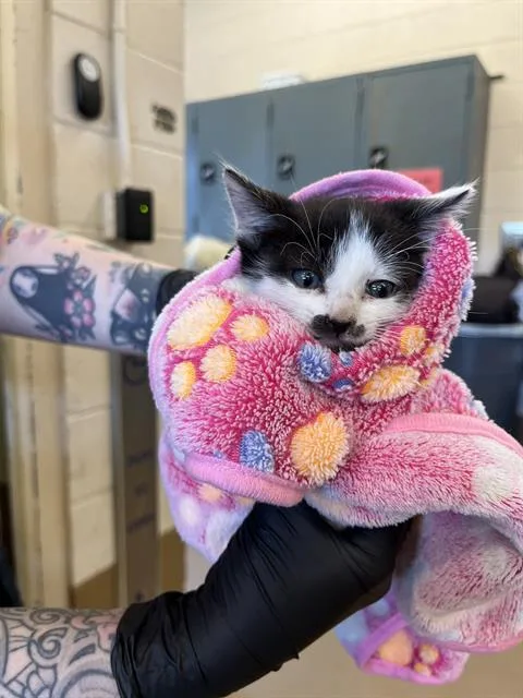 A baby small-sized male Domestic Short Hair cat named A for adoption in Chula Vista, CA