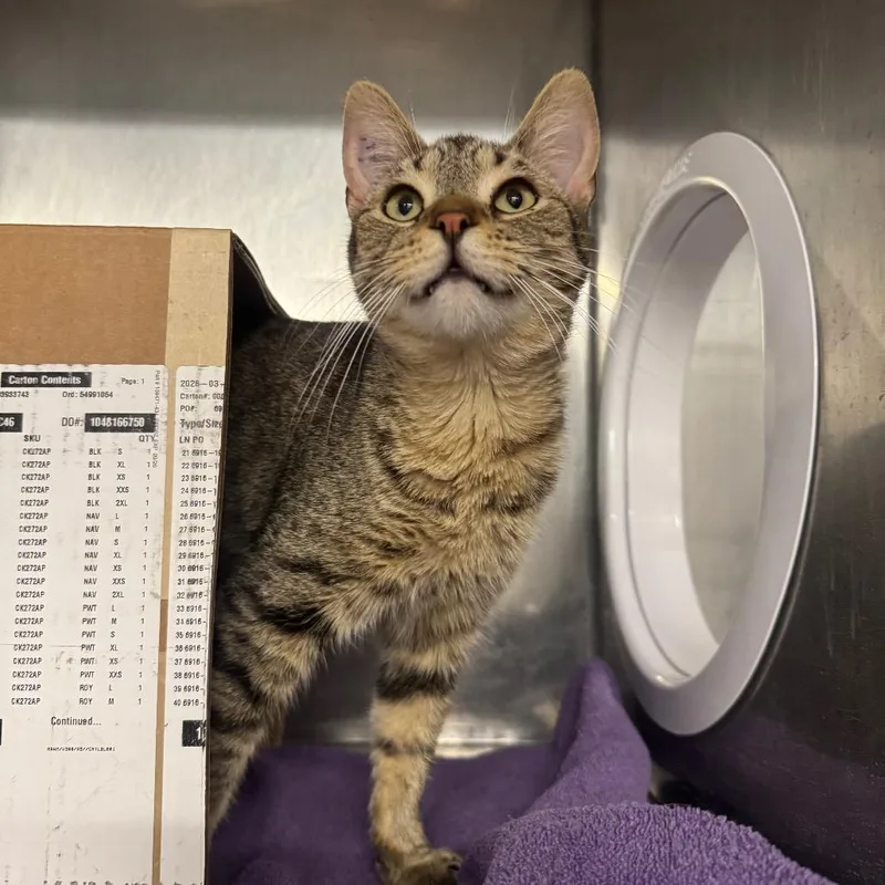 An adult medium-sized male Brown / Chocolate Domestic Short Hair cat named Starburst for adoption in West Olive, MI