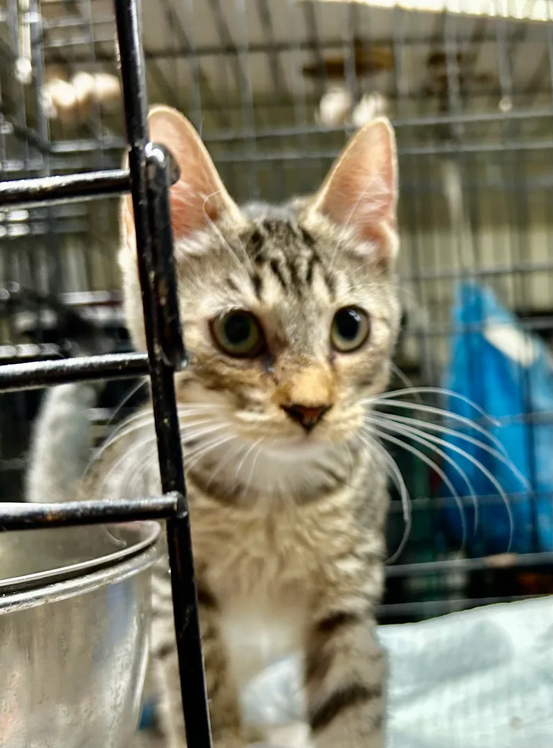 Jambalaya thumbnail 2