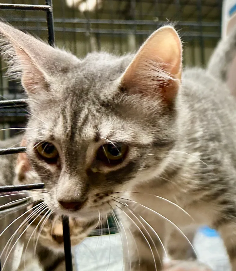 Jambalaya thumbnail 3