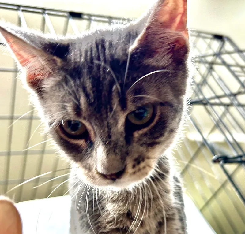 Jambalaya thumbnail 4