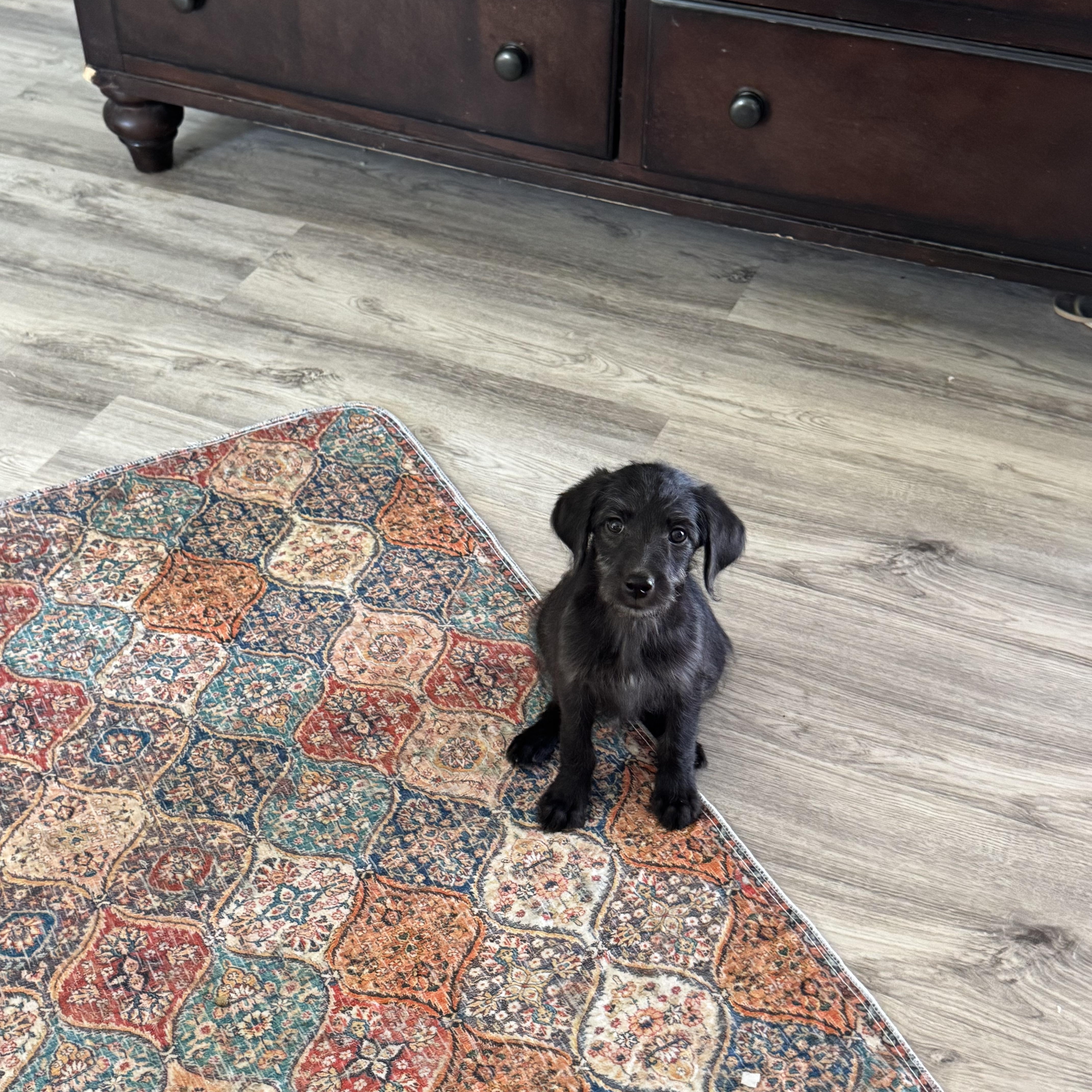 A baby medium-sized female Australian Cattle Dog / Blue Heeler dog named Winny for adoption in Van Nuys, CA