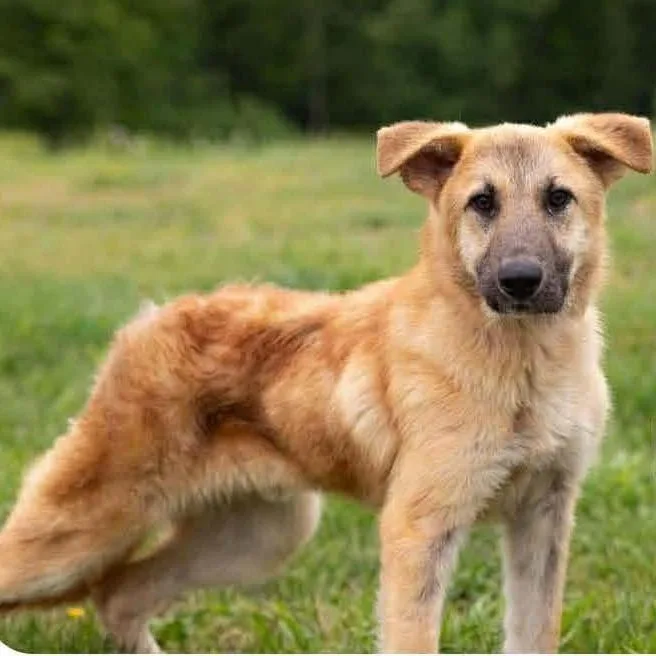 A young medium-sized male Yellow / Tan / Blond / Fawn Mixed Breed dog named Bane for adoption in Edwardsville, IL