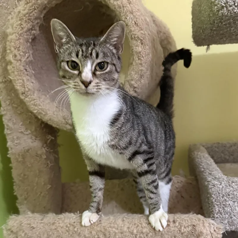 A young small-sized female Domestic Short Hair cat named Ihop for adoption in Woodstock, GA