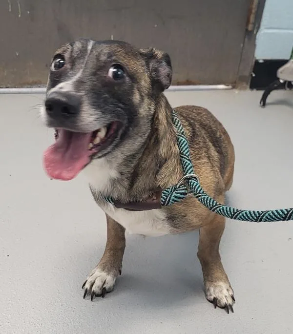 An adult medium-sized female Dachshund dog named Pen C Freya for adoption in Lawrenceville, GA