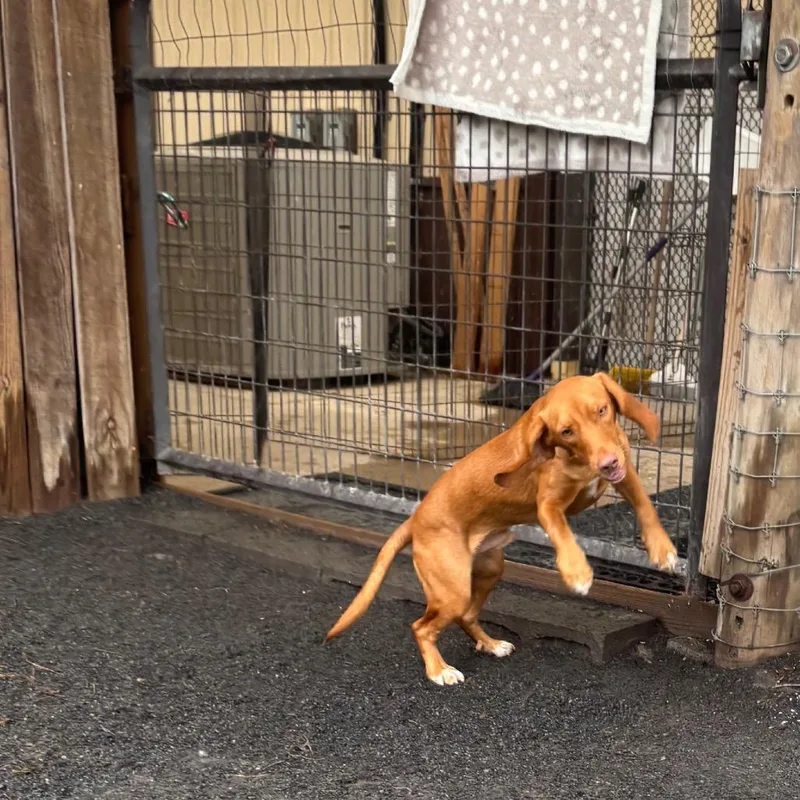 A young small-sized male Beagle dog named Levi for adoption in Quakertown, PA