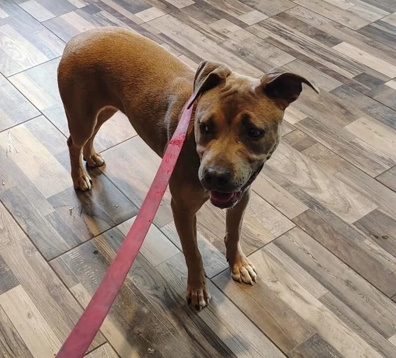 An adult medium-sized female Gray / Blue / Silver Mixed Breed dog named Bella for adoption in Osseo, MI