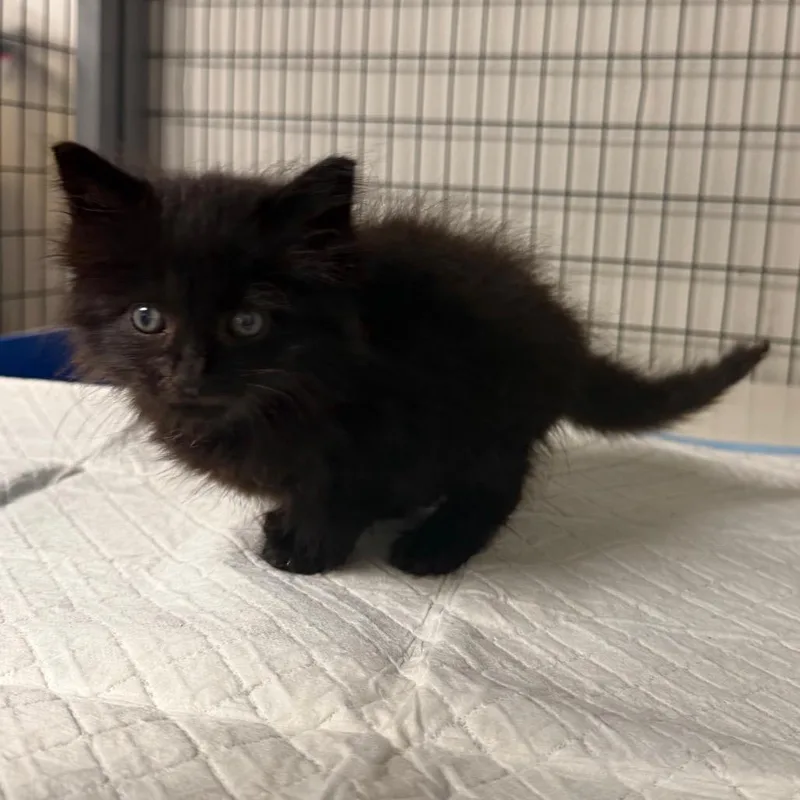Munchkin