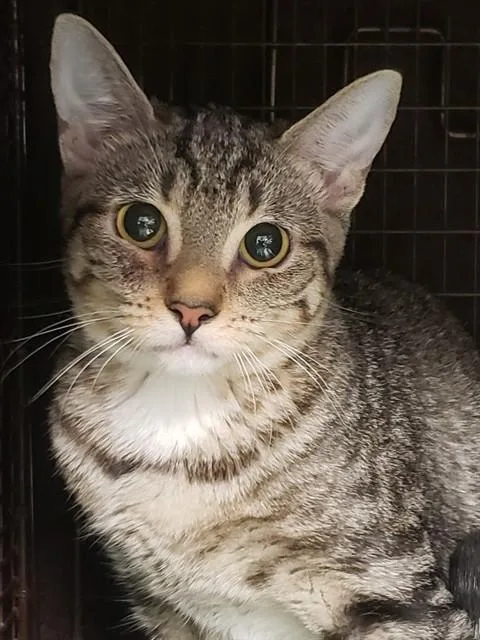 A baby small-sized female Domestic Short Hair cat named Wild Card Willa for adoption in Tucson, AZ