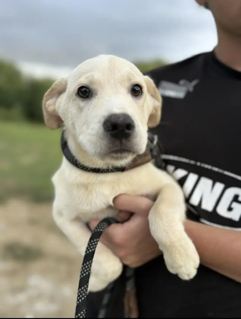 A baby medium-sized male Yellow / Tan / Blond / Fawn Labrador Retriever dog named Tanner for adoption in Watertown, CT