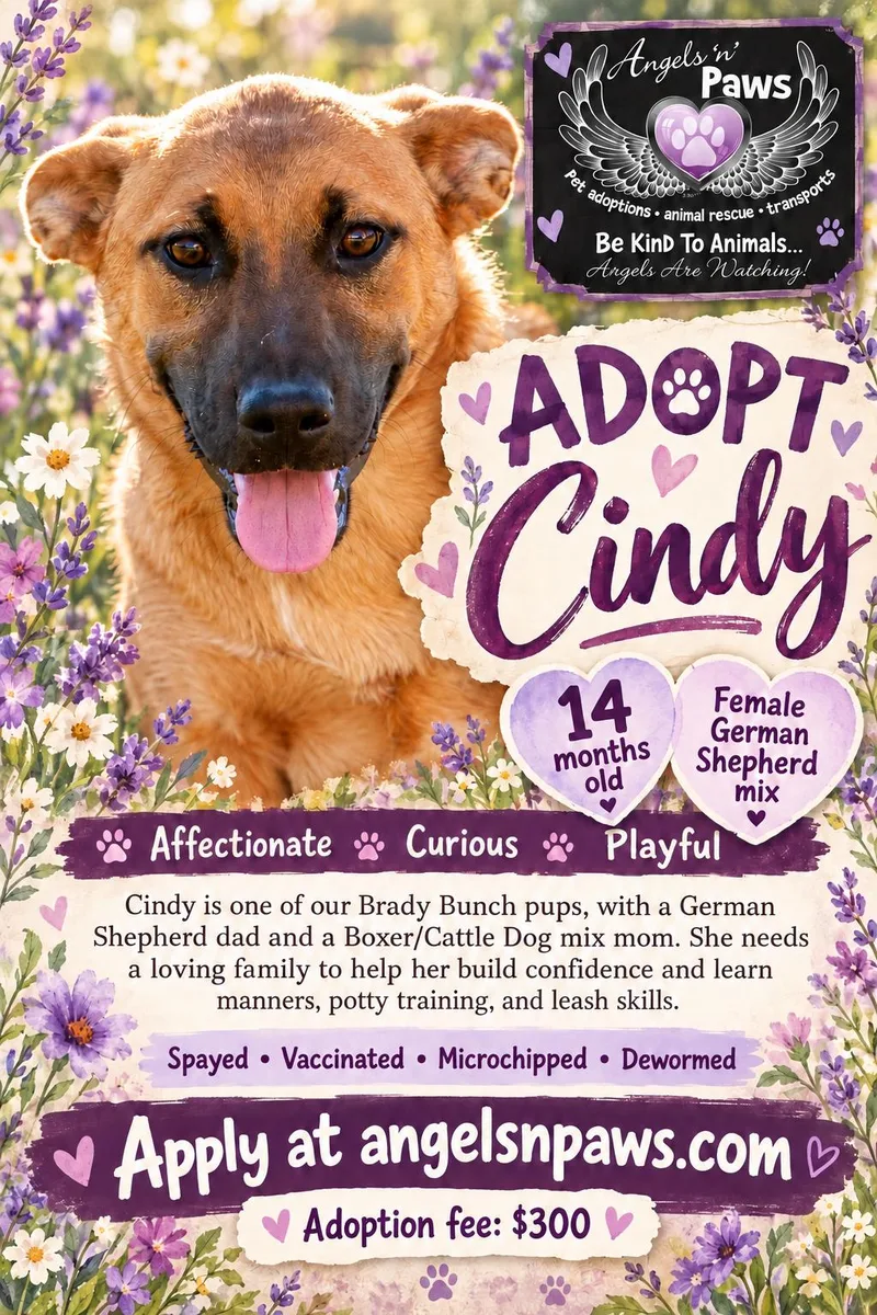 A young medium-sized female German Shepherd Dog dog named Cindy for adoption in Rancho Cucamonga, CA