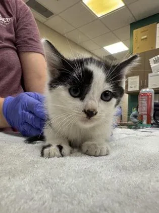 A baby small-sized male Domestic Short Hair cat named Maguire for adoption in Fishers, IN