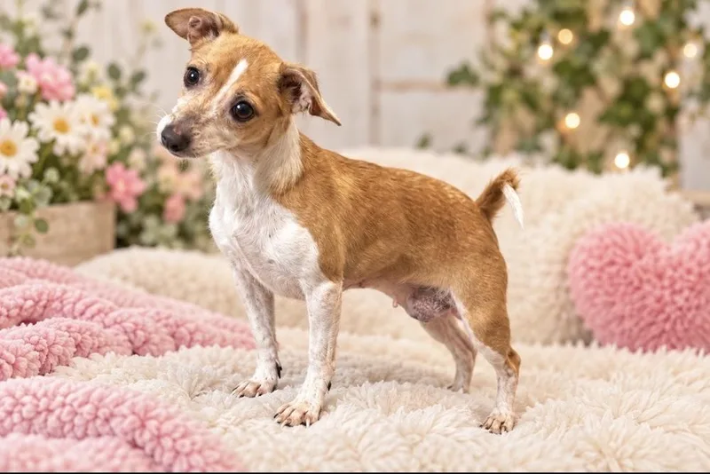 An adult small-sized female White / Cream Chihuahua dog named Lynette for adoption in Cedartown, GA