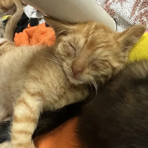 A baby small-sized male Domestic Short Hair cat named Kenbenz for adoption in Walnut Creek, CA