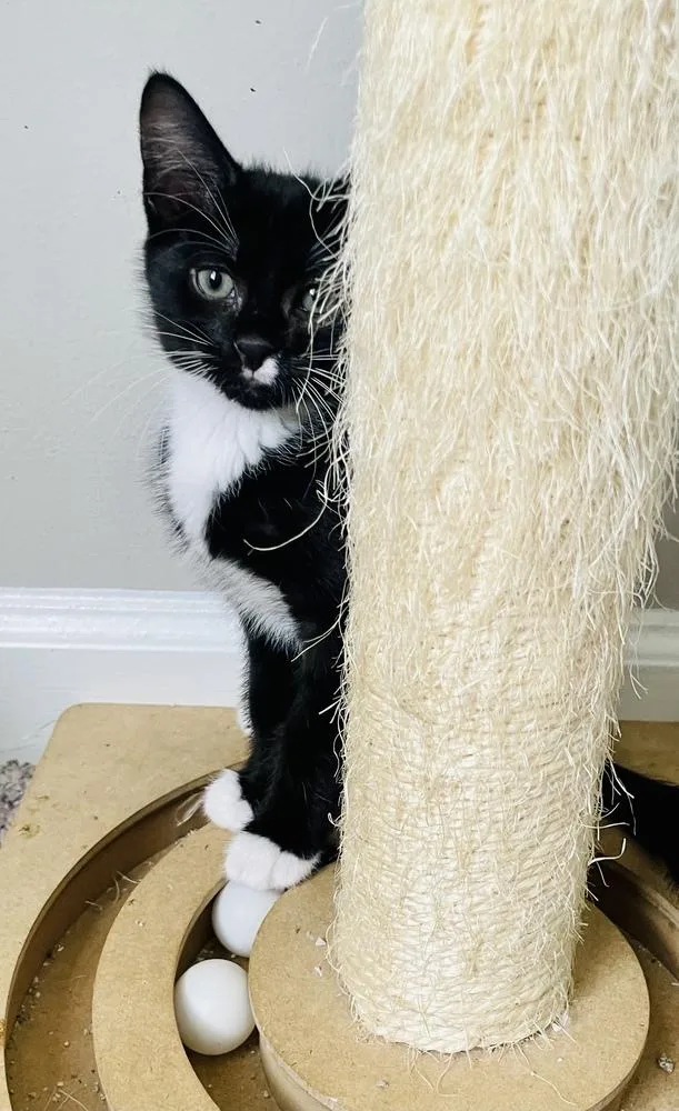 A baby small-sized male Black Domestic Short Hair cat named George for adoption in Salisbury, NC
