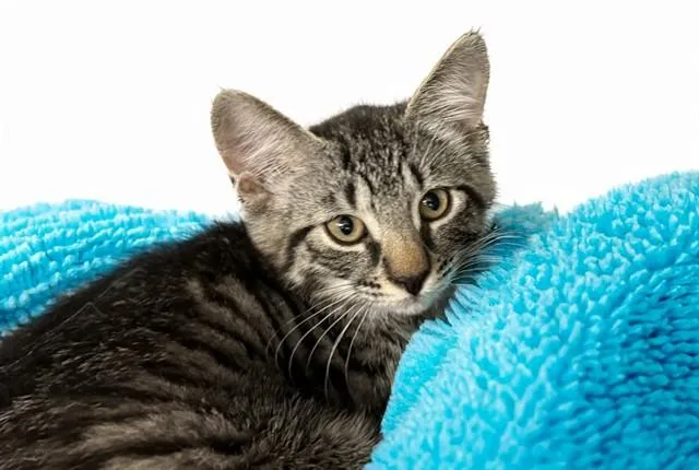 A baby medium-sized female Domestic Short Hair cat named Rizzo for adoption in Fort Lauderdale, FL