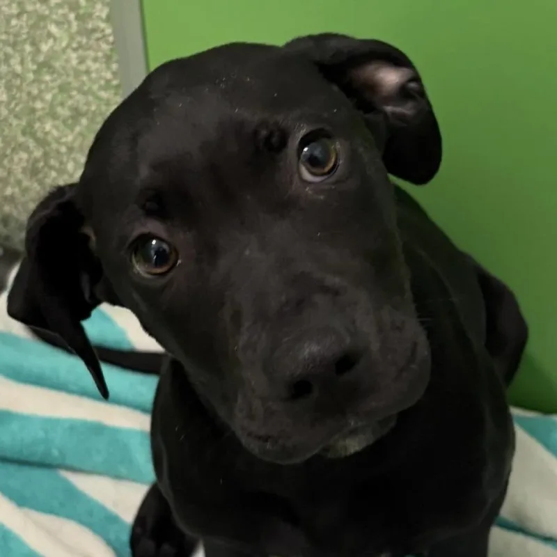 A baby small-sized male Black Plott Hound dog named Squidward for adoption in Calverton, NY
