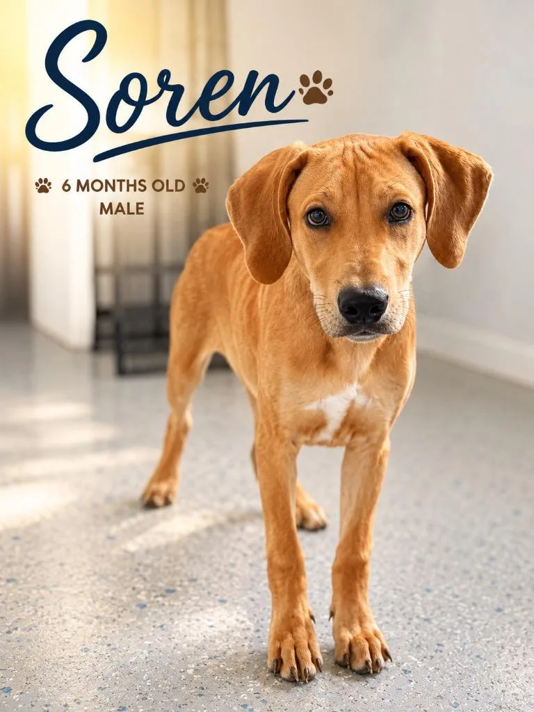 A baby medium-sized male Mixed Breed dog named Soren for adoption in Kingsland, GA
