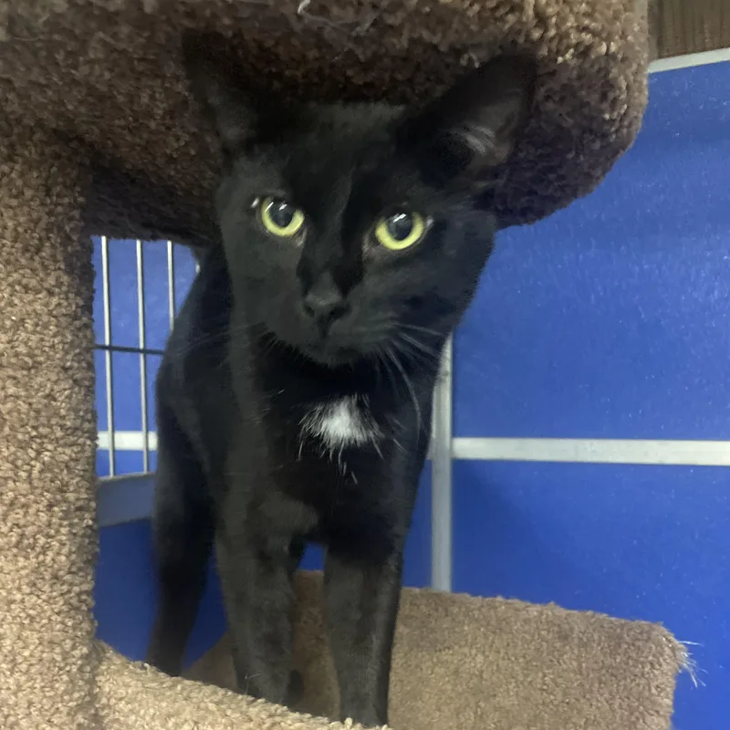 A young medium-sized female Black Domestic Short Hair cat named MeMow for adoption in Holly, MI