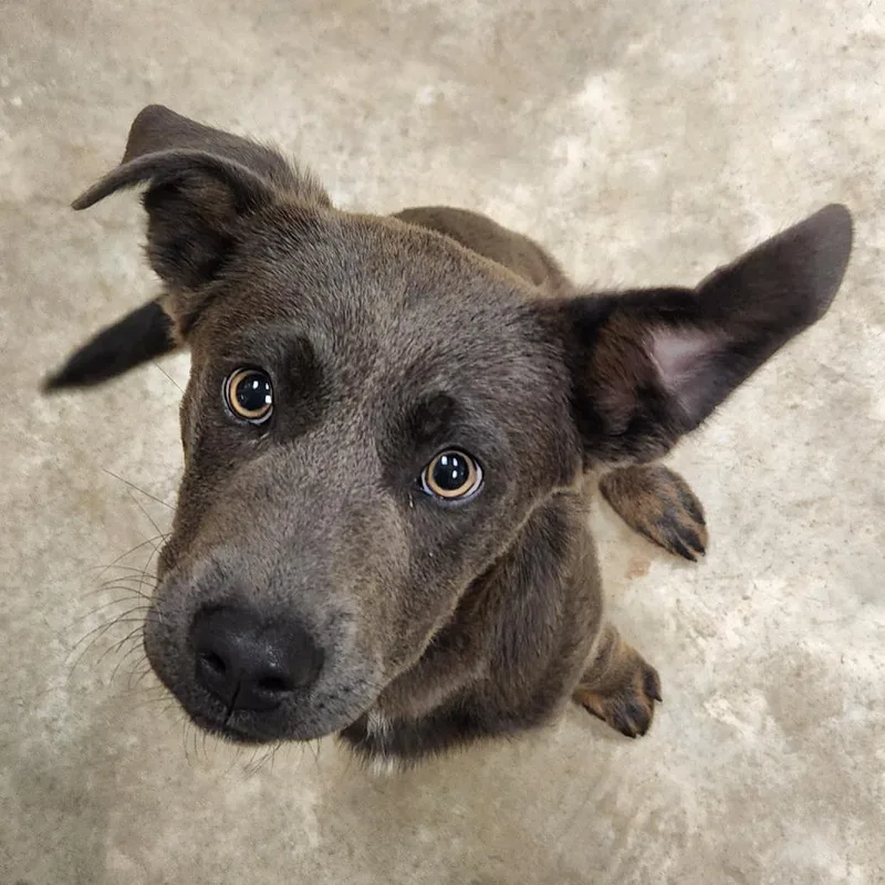 A young medium-sized male Gray / Blue / Silver Doberman Pinscher dog named Oliver  U for adoption in Tupelo, MS