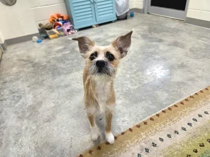 A young small-sized female White / Cream Mixed Breed dog named Jada for adoption in Key West, FL