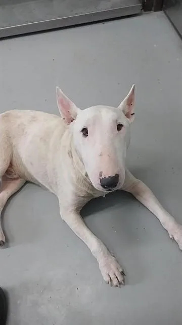 A young medium-sized male Bull Terrier dog named Spud for adoption in Corpus Christi, TX
