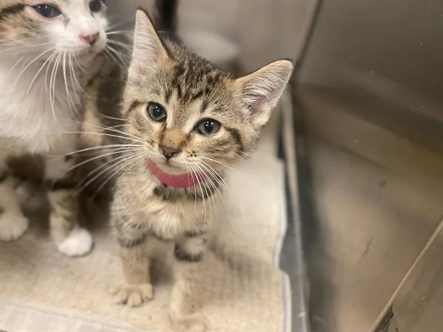 A baby small-sized male Domestic Short Hair cat named Waffles for adoption in Fort Wayne, IN