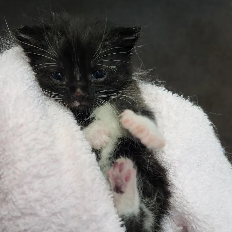 A baby small-sized female Black Domestic Short Hair cat named Wingo for adoption in Russellville, KY