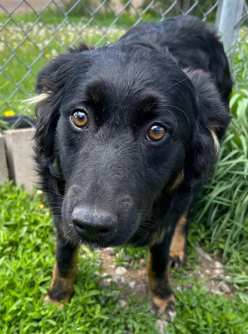 A young medium-sized female Tricolor (Brown, Black, & White) Mixed Breed dog named Dottie for adoption in Neillsville, WI