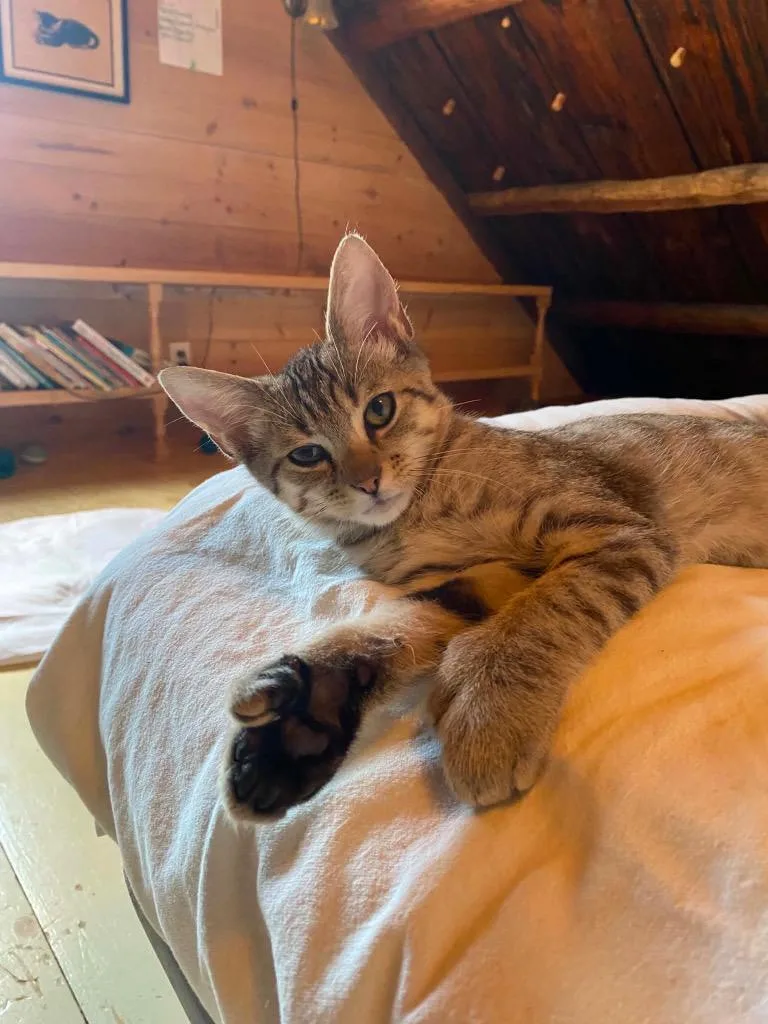 A baby small-sized male Domestic Short Hair cat named Paperclip for adoption in Gorham, ME