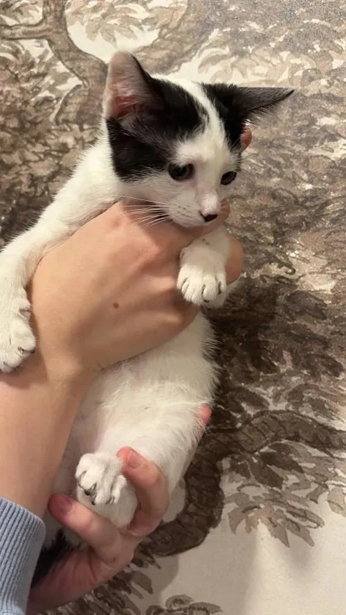 A baby small-sized female Black & White / Tuxedo Domestic Short Hair cat named Coraline for adoption in Weehawken, NJ