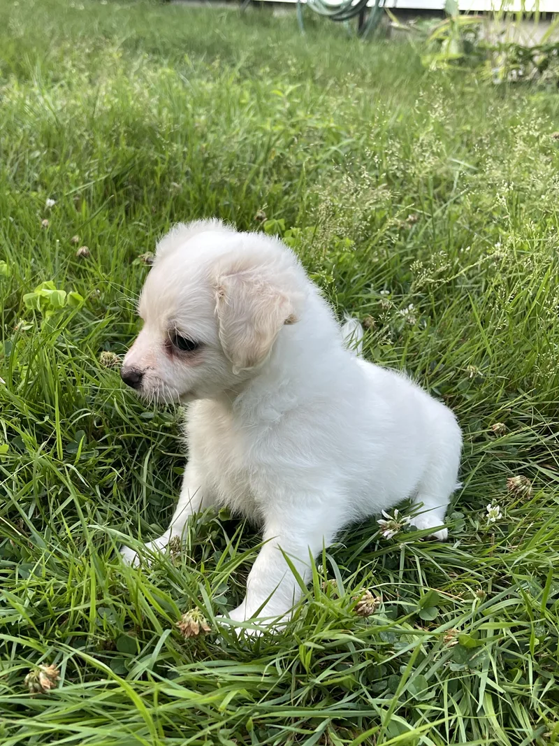 A baby small-sized female White / Cream Chihuahua dog named Peony for adoption in Stratford, CT
