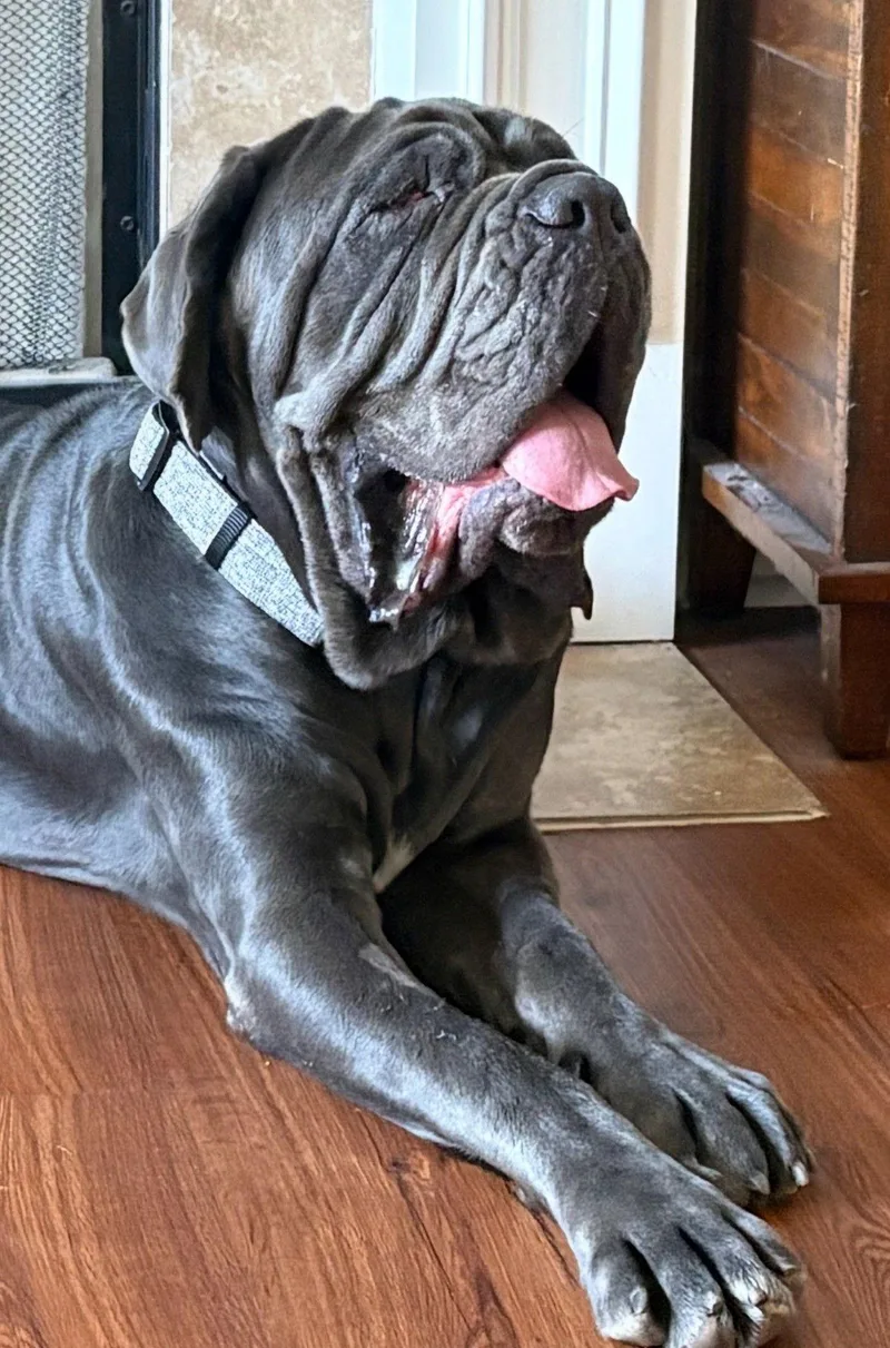 Amara
