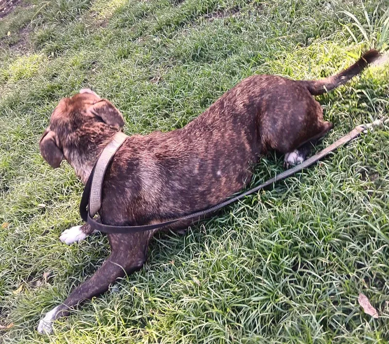 An adult small-sized female Terrier dog named Carlota for adoption in Virginia Beach, VA