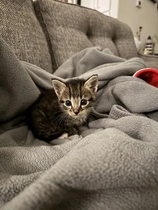A baby small-sized male Domestic Short Hair cat named Meatball for adoption in Cumming, GA