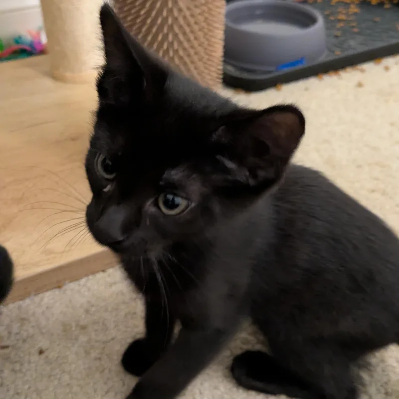 A baby small-sized male Black Domestic Short Hair cat named Pablo Picasso for adoption in Richmond, VA