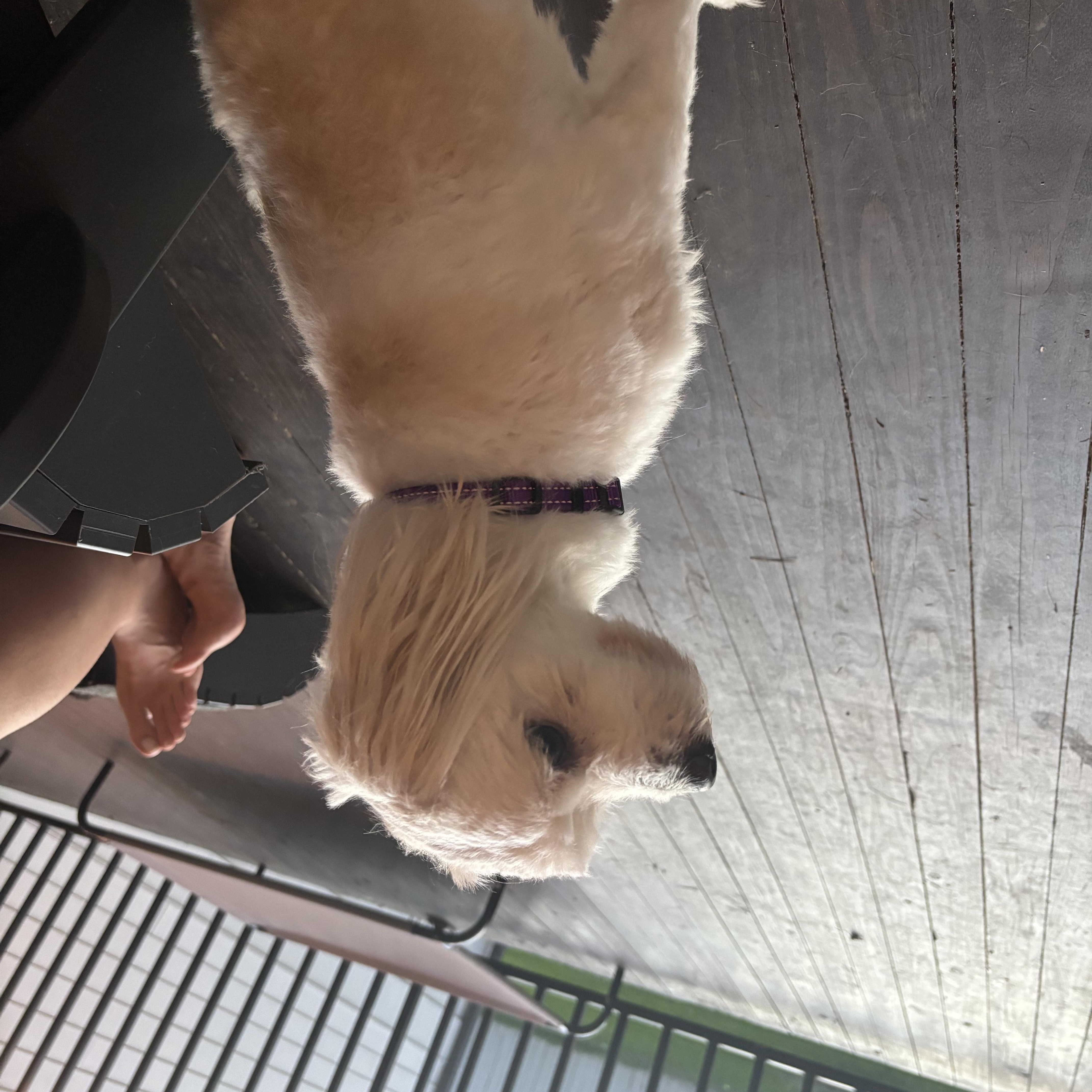 Marshmallow