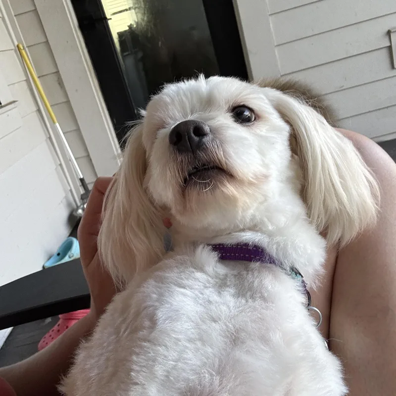 Marshmallow thumbnail 3