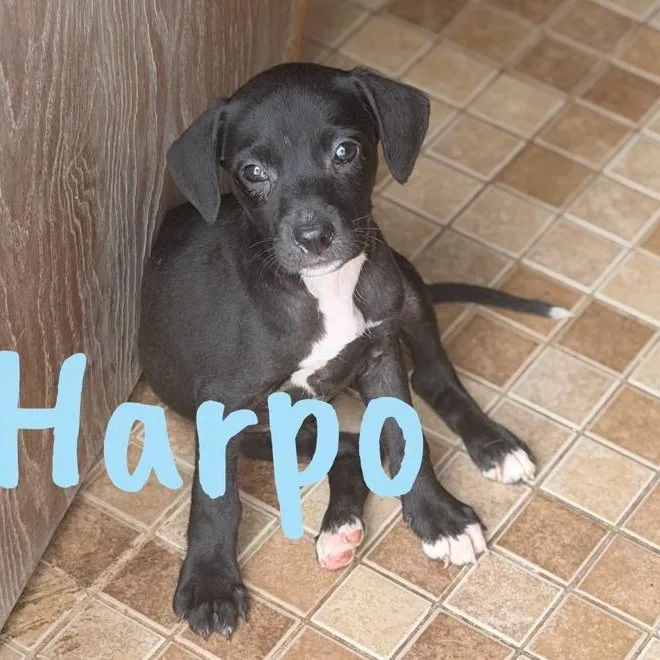A baby medium-sized male Black Pit Bull Terrier dog named Harpo for adoption in Wilmington, IL